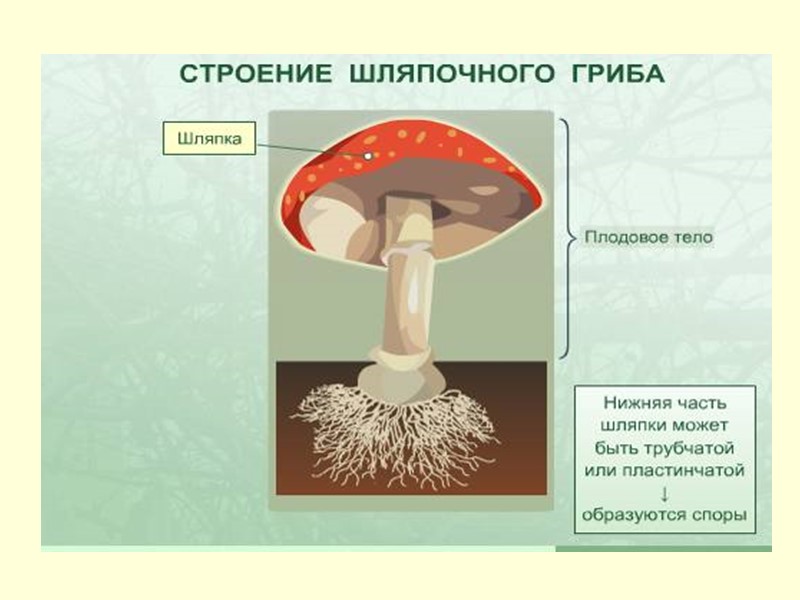 Гименофор – спороносная поверхность.    (У шляпочных грибов под шляпкой)  ТРУБЧАТЫЙ